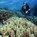 coral_hard_ad1_si_v_0060_egy3762.jpg